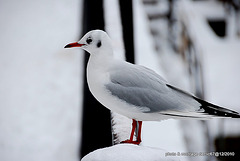 mouette