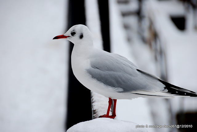 mouette