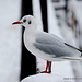 mouette