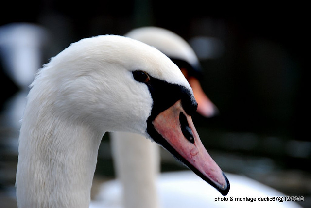 cygne