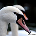 cygne