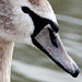 jeune cygne