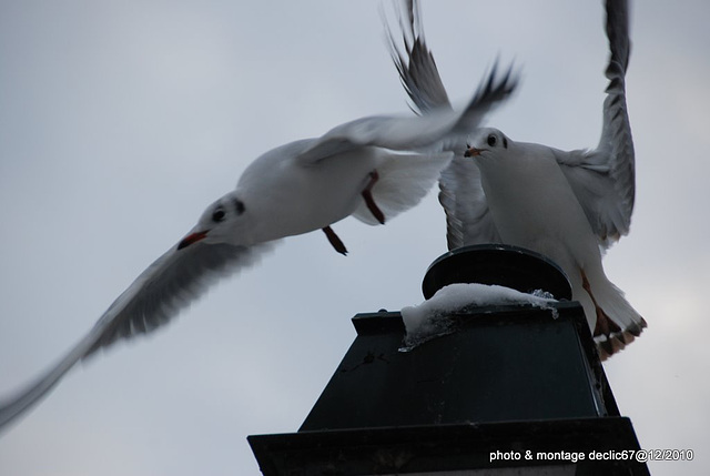 mouettes