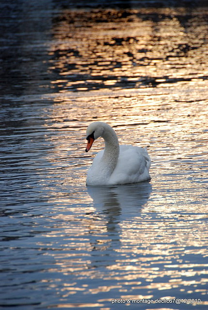 cygne