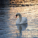 cygne