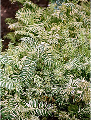 Polemonium caeruleum "brise d'Anjou " variegata