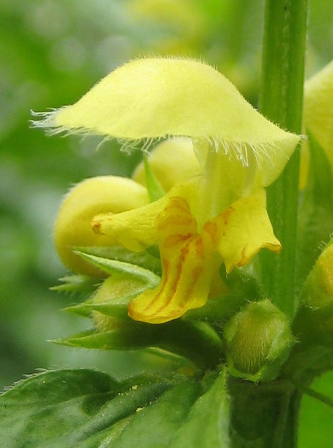 Goldnessel ( Lamium galeobdolon))