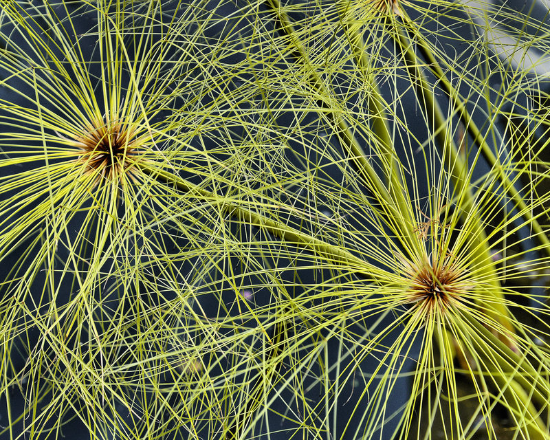 Papyrus #2 – National Arboretum, Washington DC