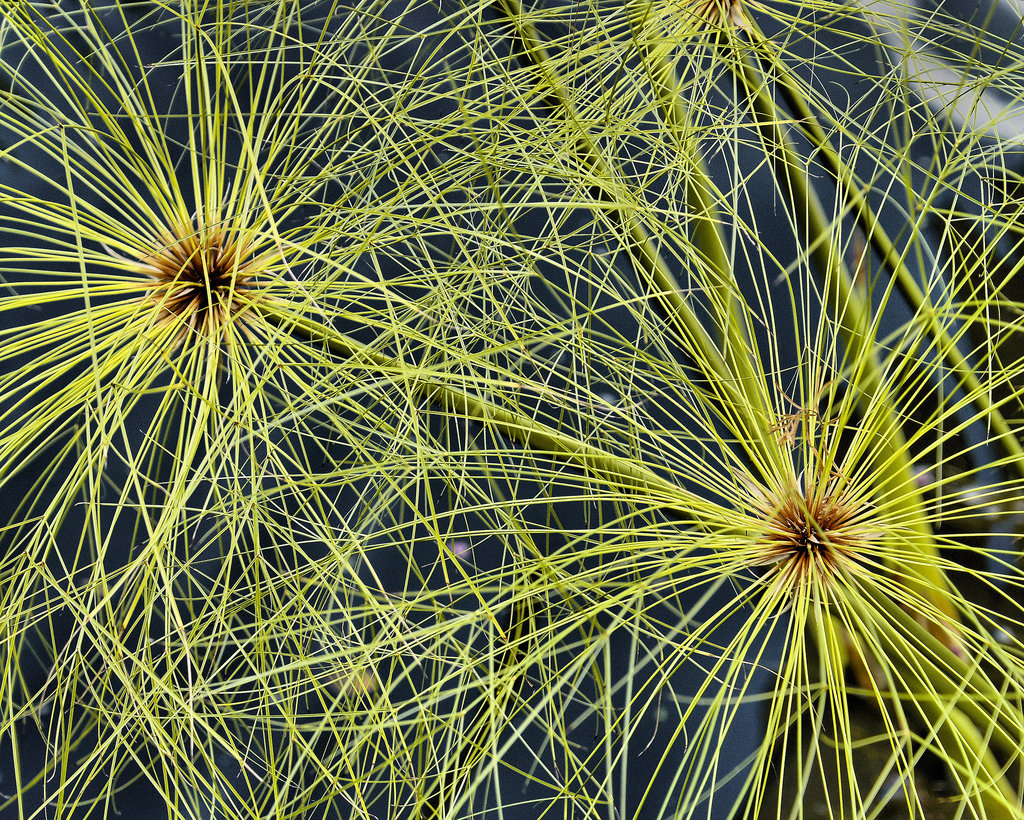Papyrus #2 – National Arboretum, Washington DC