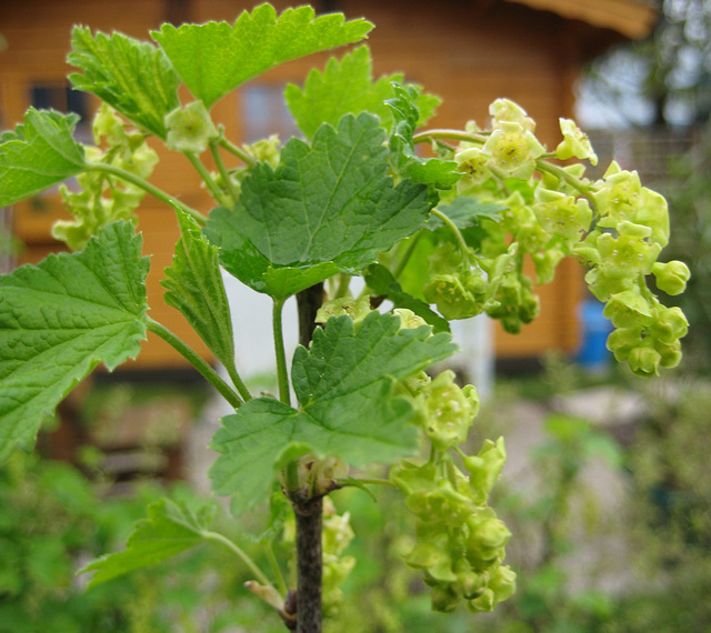 Blüten einer roten Ribisel (Johannisbeere) -  Ribes rubrum