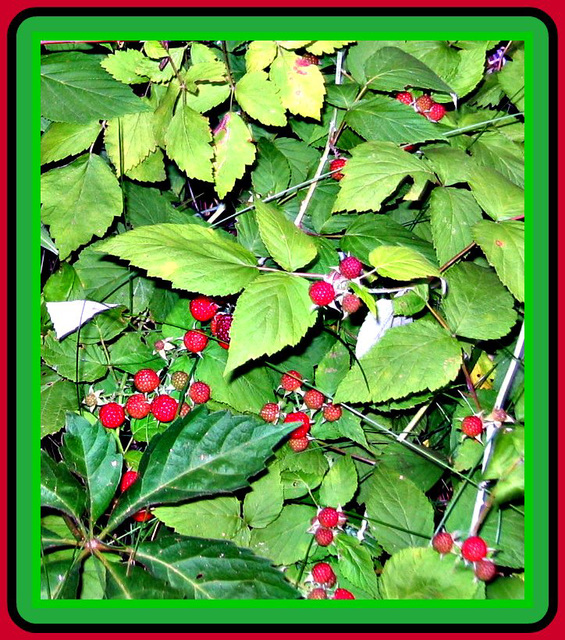 More Wild berries. .