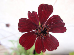 cosmos atrosanguinéus P8030095