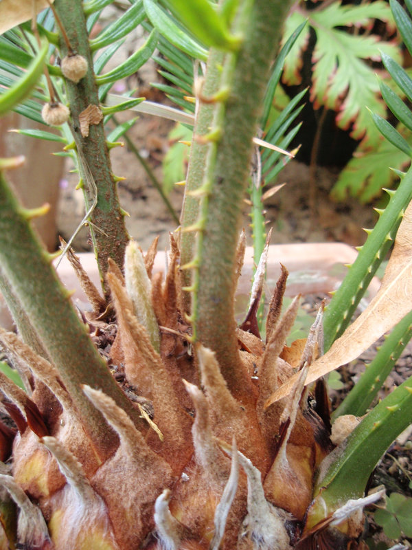 cycas P8140184