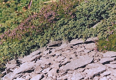 lande subalpine à Genevrier nain et Calluna