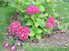 hortensia P8030086