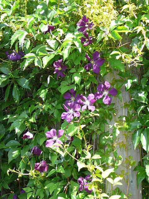 Clematis