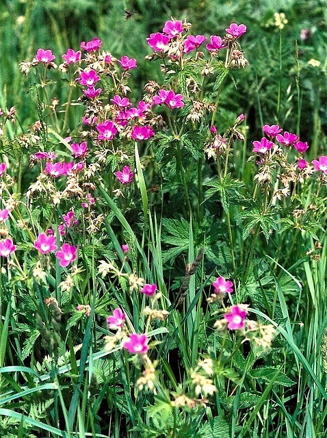 geranium sylvaticum