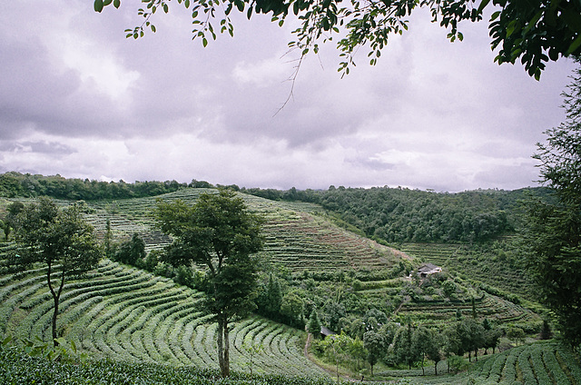 Tea fields