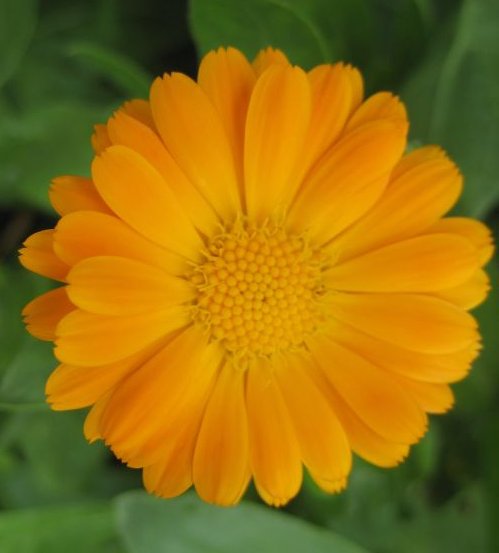 Ringelblume (Calendula officinalis)