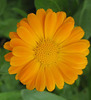 Ringelblume (Calendula officinalis)
