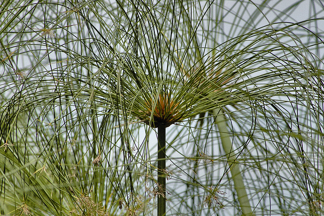 Papyrus #1 – National Arboretum, Washington DC