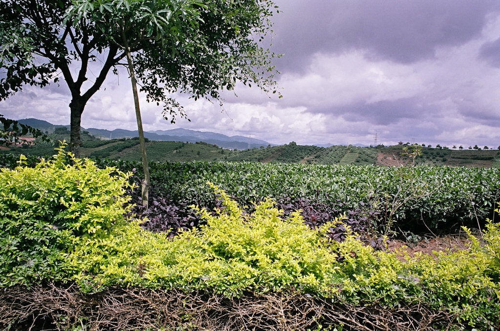 Tea fields