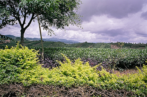 Tea fields