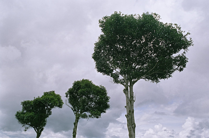 Old tea trees? Not really.