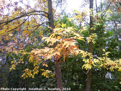 Fall Colors, Picture 2, Cercany, Bohemia (CZ), 2010