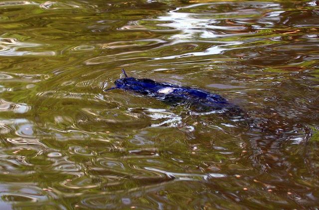 Catfish pond