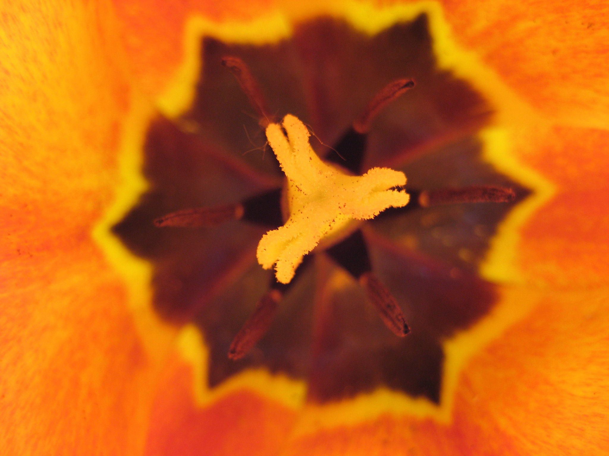 Tulpe