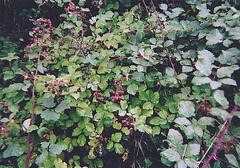 murier ou ronce-Rubus fruticosus