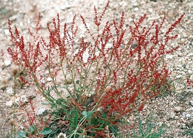 Rumex petite oseille-Rumex acetosella