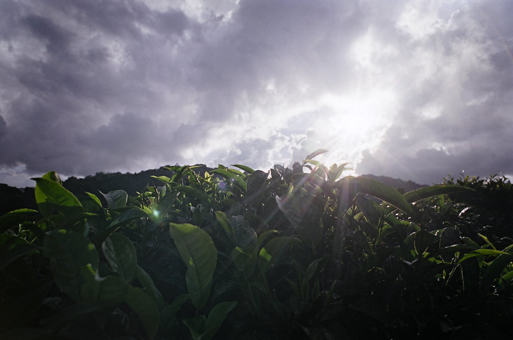 Tea fields