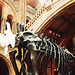 london, natural history museum