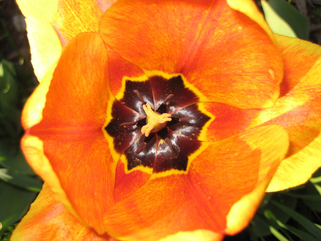 Tulpe