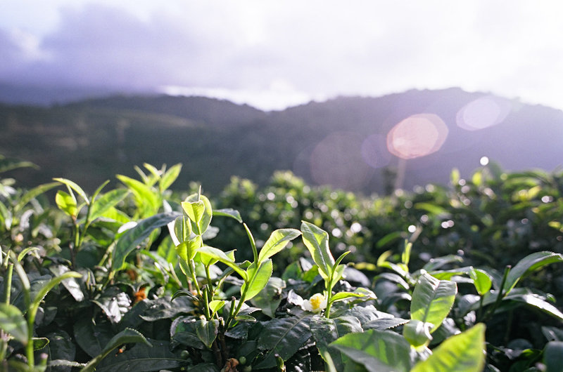 Tea fields
