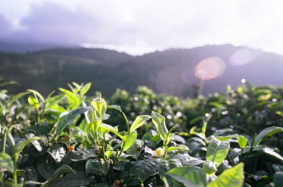 Tea fields
