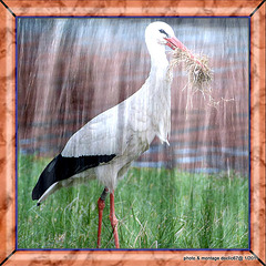 cigogne