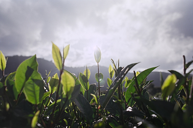 Tea fields