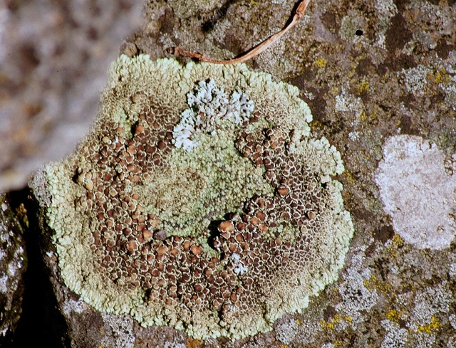 Lecanora