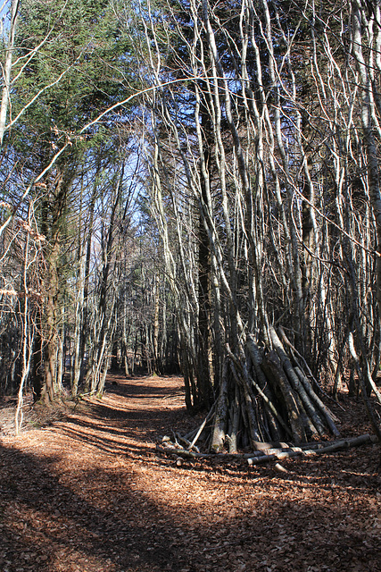 Hêtraie sapinière des Monts Breysse- 43 (2)