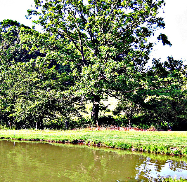 Catfish pond