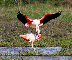 Flamingoes mating