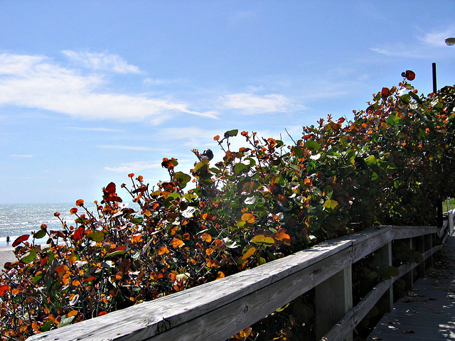 Boardwalk near the beach...