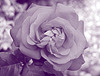 Duotone Rose 2