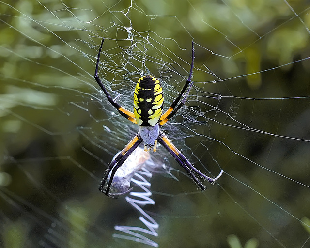 "Will you walk into my parlour?" said the Spider to the Fly – National Arboretum, Washington DC