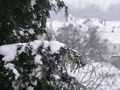 Neujahrsmorgen 2011