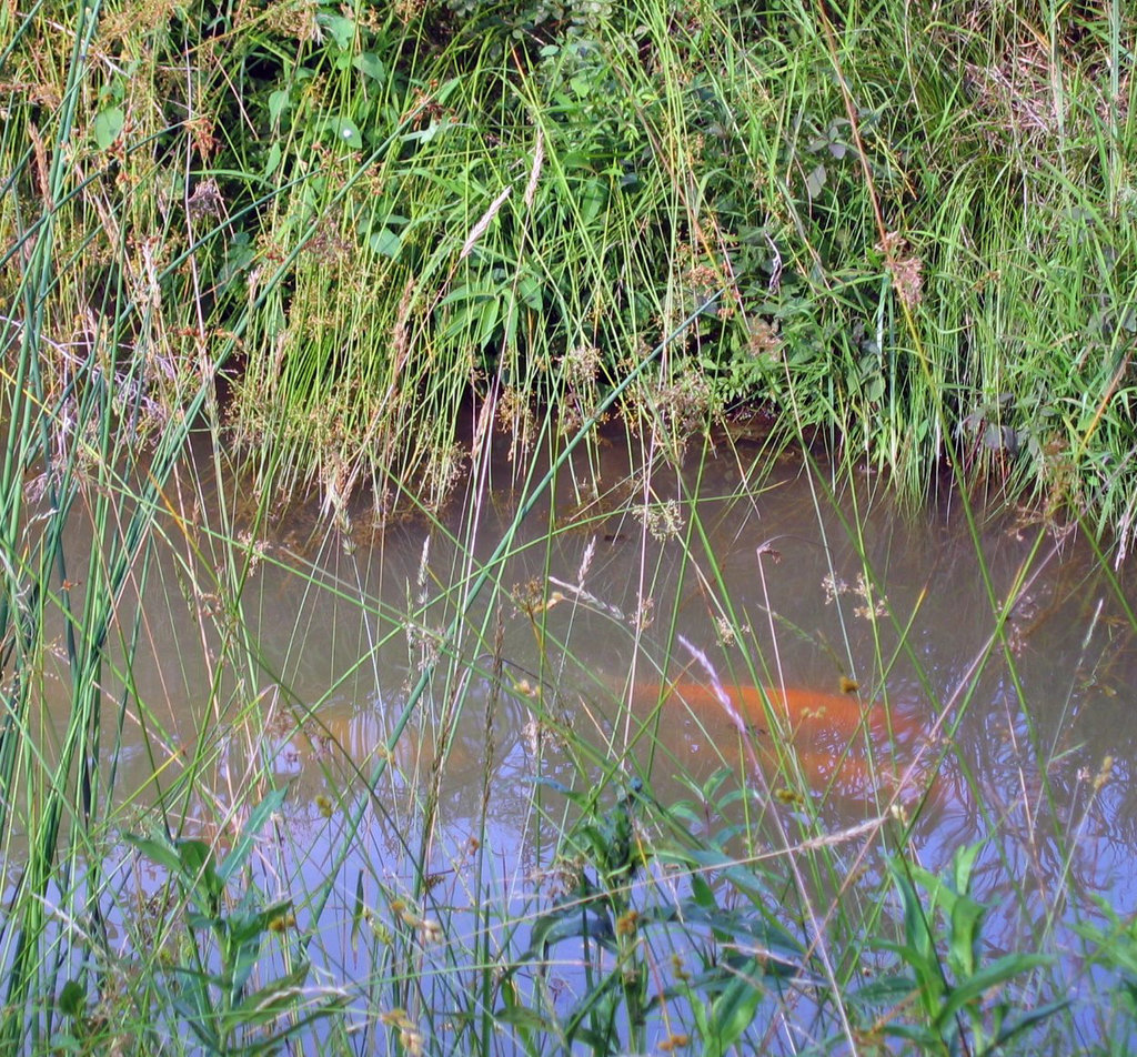 Koi pond