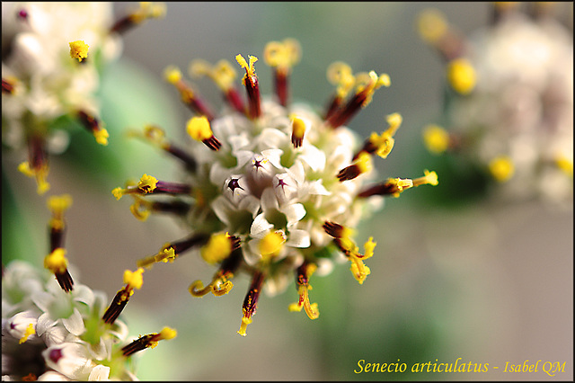 Senecio articulatus